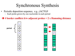 Synchronous Synthesis Periodic deposition sequence,  e.g., (ACTG) k Each probe grown by one nucleotide in each period    # border conflicts b/w adjacent probes = 2 x Hamming distance T G C A T G T G C A … C A period C T A C G T 
