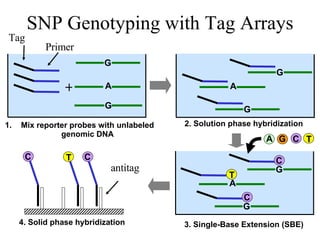SNP Genotyping with Tag Arrays Tag + Primer G A G C antitag Mix reporter probes with unlabeled genomic DNA 2. Solution phase hybridization 3. Single-Base Extension (SBE) 4. Solid phase hybridization G A G G A G T G A T C C T C C 