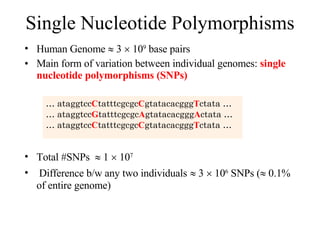 Human Genome    3    10 9  base pairs Main form of variation between individual genomes:  single nucleotide polymorphisms (SNPs) Total #SNPs    1    10 7   Difference b/w any two individuals     3    10 6  SNPs (   0.1%  of entire genome) Single Nucleotide Polymorphisms …  ataggtcc C tatttcgcgc C gtatacacggg T ctata … …  ataggtcc G tatttcgcgc A gtatacacggg A ctata … …  ataggtcc C tatttcgcgc C gtatacacggg T ctata … 