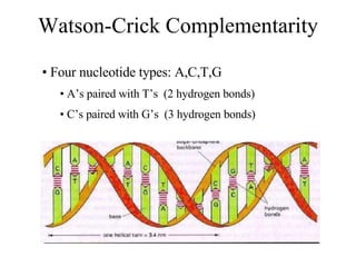 Watson-Crick Complementarity Four nucleotide types: A,C,T,G A’s paired with T’s  (2 hydrogen bonds) C’s paired with G’s  (3 hydrogen bonds) 