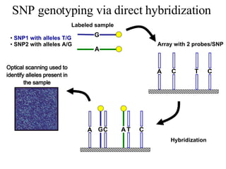 SNP genotyping via direct hybridization  Hybridization SNP1 with alleles T/G SNP2 with alleles A/G Array with 2 probes/SNP Labeled sample A C T C G A A C T C G A Optical scanning used to identify alleles present in the sample 