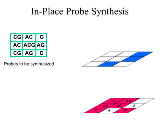 In-Place Probe Synthesis CG  AC  CG  AC  ACG AG  G  AG  C  Probes to be synthesized A A A A A C C C C C C 
