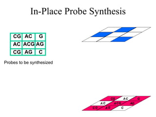 In-Place Probe Synthesis CG  AC  CG  AC  ACG AG  G  AG  C  Probes to be synthesized A A A A A C C C C C C G  G  G G G G  