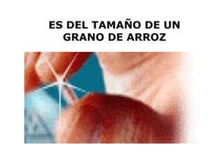 ES DEL TAMAÑO DE UN GRANO DE ARROZ 