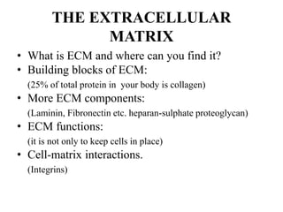 THE EXTRACELLULAR
MATRIX
• What is ECM and where can you find it?
• Building blocks of ECM:
(25% of total protein in your body is collagen)
• More ECM components:
(Laminin, Fibronectin etc. heparan-sulphate proteoglycan)
• ECM functions:
(it is not only to keep cells in place)
• Cell-matrix interactions.
(Integrins)
 