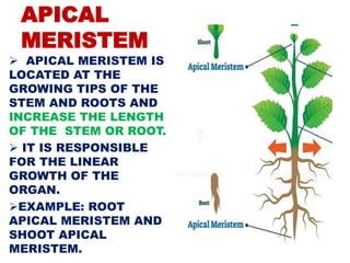 APICAL
MERISTEM
 APICAL MERISTEM IS
LOCATED AT THE
GROWING TIPS OF THE
STEM AND ROOTS AND
INCREASE THE LENGTH
OF THE STEM OR ROOT.
 IT IS RESPONSIBLE
FOR THE LINEAR
GROWTH OF THE
ORGAN.
EXAMPLE: ROOT
APICAL MERISTEM AND
SHOOT APICAL
MERISTEM.
 