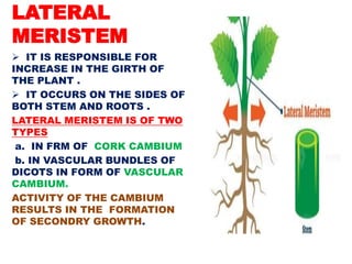 LATERAL
MERISTEM
 IT IS RESPONSIBLE FOR
INCREASE IN THE GIRTH OF
THE PLANT .
 IT OCCURS ON THE SIDES OF
BOTH STEM AND ROOTS .
LATERAL MERISTEM IS OF TWO
TYPES
a. IN FRM OF CORK CAMBIUM
b. IN VASCULAR BUNDLES OF
DICOTS IN FORM OF VASCULAR
CAMBIUM.
ACTIVITY OF THE CAMBIUM
RESULTS IN THE FORMATION
OF SECONDRY GROWTH.
 