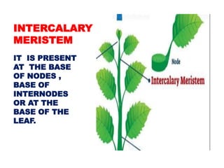 INTERCALARY
MERISTEM
IT IS PRESENT
AT THE BASE
OF NODES ,
BASE OF
INTERNODES
OR AT THE
BASE OF THE
LEAF.
 