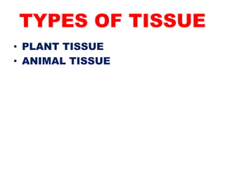 TYPES OF TISSUE
• PLANT TISSUE
• ANIMAL TISSUE
 