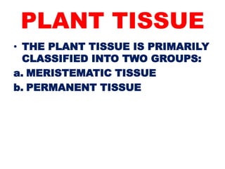 PLANT TISSUE
• THE PLANT TISSUE IS PRIMARILY
CLASSIFIED INTO TWO GROUPS:
a. MERISTEMATIC TISSUE
b. PERMANENT TISSUE
 