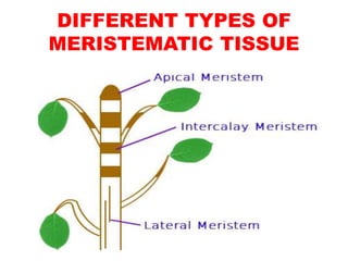 DIFFERENT TYPES OF
MERISTEMATIC TISSUE
 