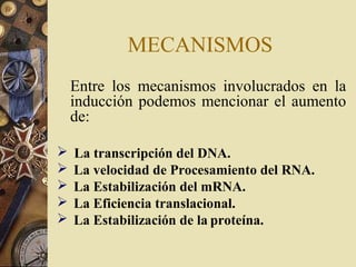 MECANISMOS
Entre los mecanismos involucrados en la
inducción podemos mencionar el aumento
de:
 La transcripción del DNA.
 La velocidad de Procesamiento del RNA.
 La Estabilización del mRNA.
 La Eficiencia translacional.
 La Estabilización de la proteína.
 