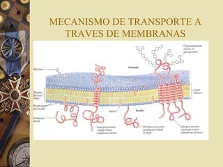 MECANISMO DE TRANSPORTE A
TRAVES DE MEMBRANAS
 