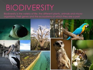 Biodiversity is the variety of life: the different plants, animals and micro-organisms, their genes and the ecosystems of which they are a part. 