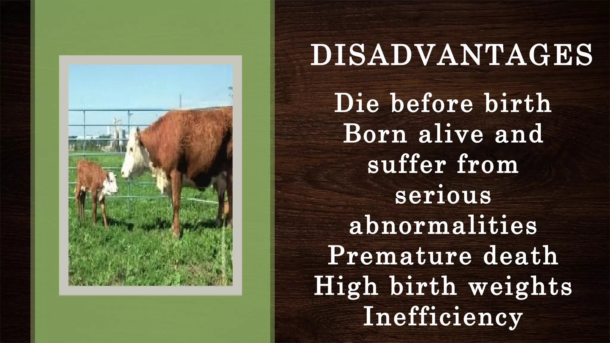 Die before birth
Born alive and
suffer from
serious
abnormalities
Premature death
High birth weights
Inefficiency
DISADVANTAGES
 