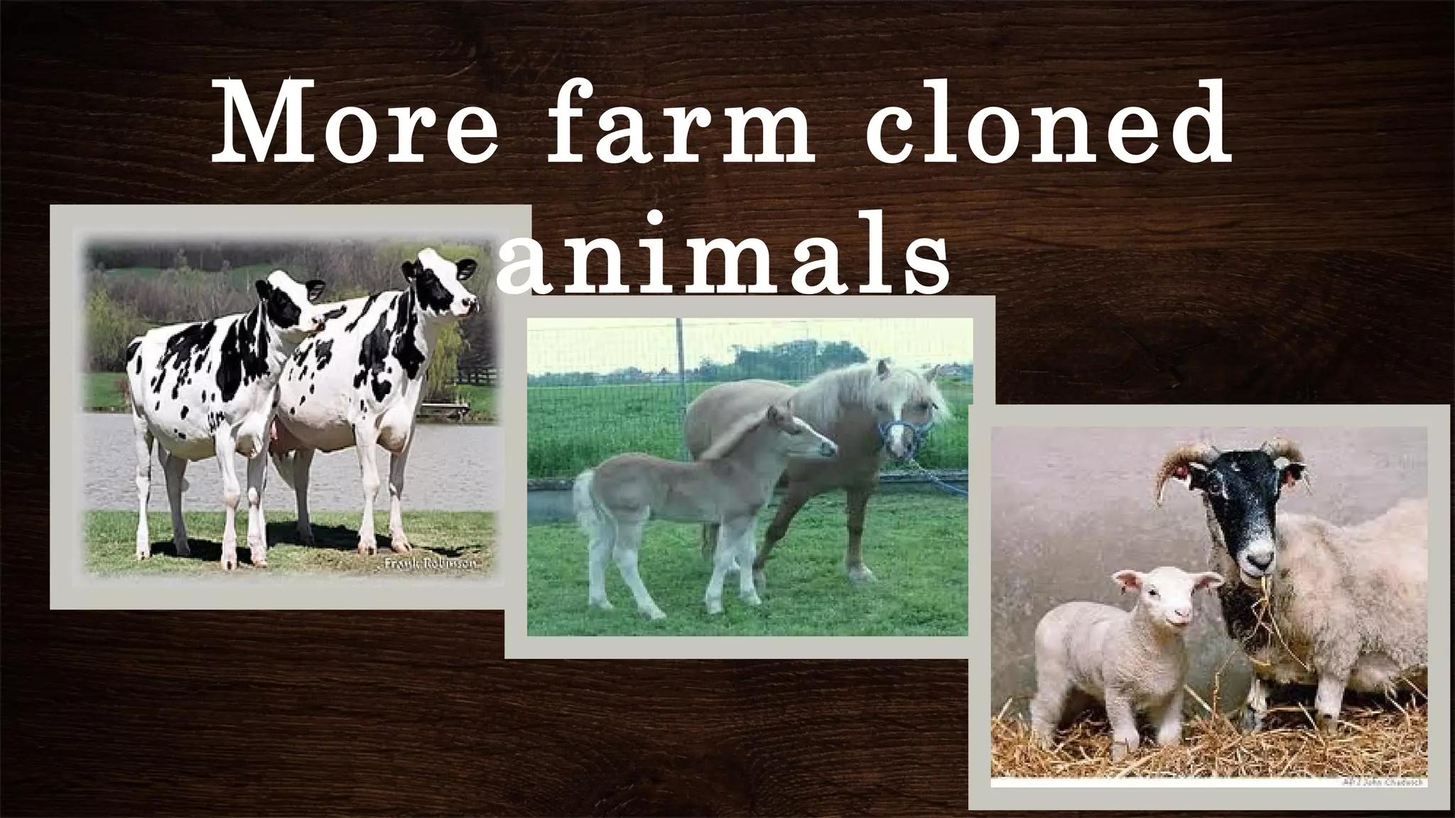 More farm cloned
animals
 