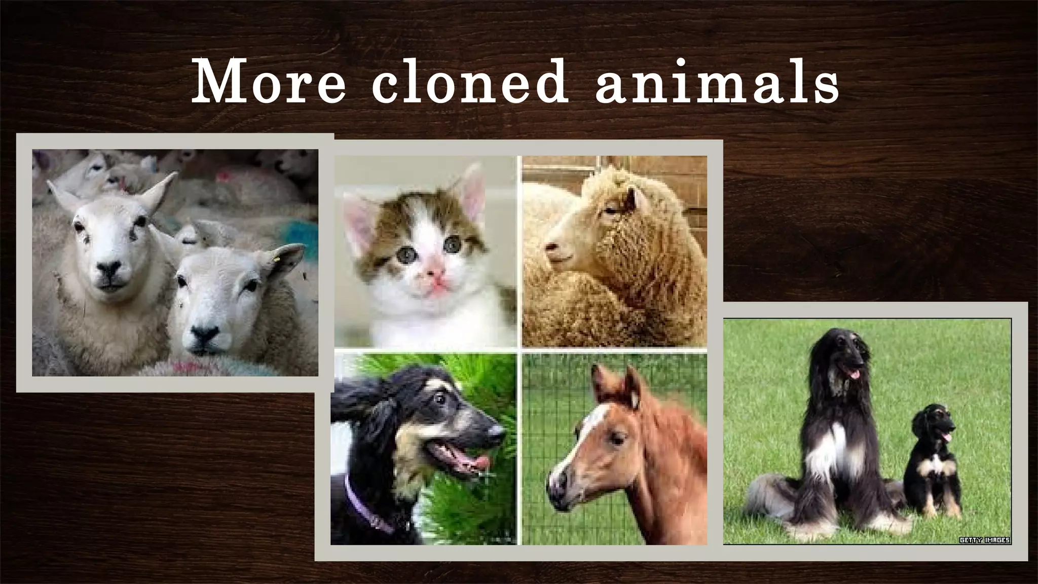 More cloned animals
 
