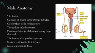 Testosterone Location Comprehensive Overview of the Human Reproductive System: Anatomy ...