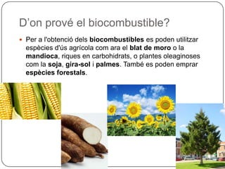 D’on prové el biocombustible?
 Per a l'obtenció dels biocombustibles es poden utilitzar
espècies d'ús agrícola com ara el blat de moro o la
mandioca, riques en carbohidrats, o plantes oleaginoses
com la soja, gira-sol i palmes. També es poden emprar
espècies forestals.
 