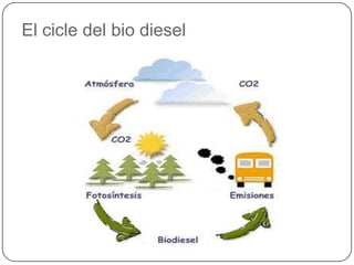 El cicle del bio diesel
 
