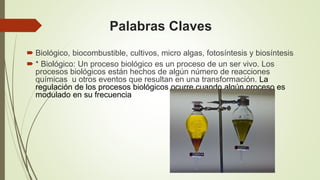 Palabras Claves
 Biológico, biocombustible, cultivos, micro algas, fotosíntesis y biosíntesis.
 * Biológico: Un proceso biológico es un proceso de un ser vivo. Los
procesos biológicos están hechos de algún número de reacciones
químicas u otros eventos que resultan en una transformación. La
regulación de los procesos biológicos ocurre cuando algún proceso es
modulado en su frecuencia
 