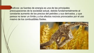  *Cultivos: as fuentes de energía es una de las principales
preocupaciones de la sociedad actual, debido fundamentalmente al
constante aumento de los precios del petróleo y sus derivados, y que
parece no tener un límite y a los efectos nocivos provocados por el uso
masivo de los combustibles fósiles.
 