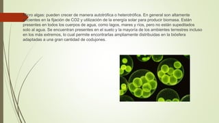  Micro algas: pueden crecer de manera autotrófica o heterotrófica. En general son altamente
eficientes en la fijación de CO2 y utilización de la energía solar para producir biomasa. Están
presentes en todos los cuerpos de agua, como lagos, mares y ríos, pero no están supeditados
solo al agua. Se encuentran presentes en el suelo y la mayoría de los ambientes terrestres incluso
en los más extremos, lo cual permite encontrarlas ampliamente distribuidas en la biósfera
adaptadas a una gran cantidad de codujones.
 