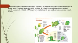  *Fotosíntesis: es la conversión de materia inorgánica en materia orgánica gracias a la energía que
aporta la luz. En este proceso la energía lumínica se transforma en energía química estable,
siendo el adenosín trifosfato (ATP) la primera molécula en la que queda almacenada esta energía
química
 