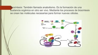  Biosíntesis: También llamada anabolismo. Es la formación de una
sustancia orgánica en otro ser vivo. Mediante los procesos de biosíntesis
se crean las moléculas necesarias para formar nuevas células.
 