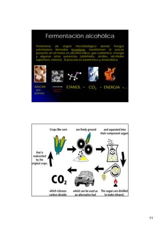 Fermentación alcohólica
 Fenómeno de origen microbiológico donde hongos
 unicelulares llamados levaduras, transforman el azúcar
 presente en el mosto en alcohol etílico, gas carbónico, energía
 y algunas otras sustancias (aldehídos, ácidos, alcoholes
 superiores, ésteres) . El proceso es exotérmico y anaeróbico.




AZUCAR                     ETANOL   +   CO2   +   ENERGIA     +…
 y/o         Catalizador
              Biológico
sustrato




                                                                   11
 