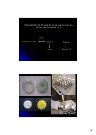Degradación de Bagazo de Caña usando especies
            de hongos Basidiomicetos.



                 Hong.
                 Basid

Bagazo de Caña           Lignina   +   Celulosa



                         papel         Bioetanol




                                                   14
 