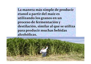La manera más simple de producir
etanol a partir del maíz es
utilizando los granos en un
proceso de fermentación y
destilación, similar al que se utiliza
para producir muchas bebidas
alcohólicas.
 