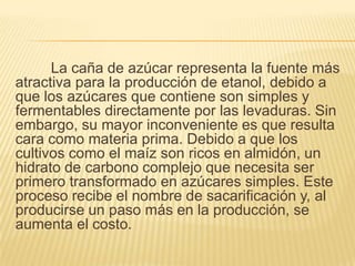 La caña de azúcar representa la fuente más
atractiva para la producción de etanol, debido a
que los azúcares que contiene son simples y
fermentables directamente por las levaduras. Sin
embargo, su mayor inconveniente es que resulta
cara como materia prima. Debido a que los
cultivos como el maíz son ricos en almidón, un
hidrato de carbono complejo que necesita ser
primero transformado en azúcares simples. Este
proceso recibe el nombre de sacarificación y, al
producirse un paso más en la producción, se
aumenta el costo.
 
