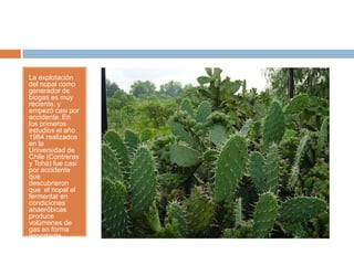 La explotación
del nopal como
generador de
biogas es muy
reciente, y
empezó casi por
accidente. En
los primeros
estudios el año
1984 realizados
en la
Universidad de
Chile (Contreras
y Toha) fue casi
por accidente
que
descubrieron
que el nopal al
fermentar en
condiciones
anaeróbicas
produce
volúmenes de
gas en forma
importante.
 