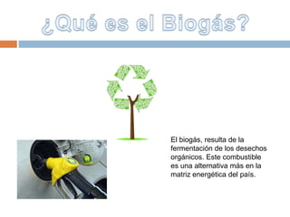 El biogás, resulta de la
fermentación de los desechos
orgánicos. Este combustible
es una alternativa más en la
matriz energética del país.
 