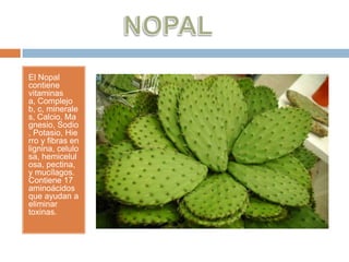 El Nopal
contiene
vitaminas
a, Complejo
b, c, minerale
s, Calcio, Ma
gnesio, Sodio
, Potasio, Hie
rro y fibras en
lignina, celulo
sa, hemicelul
osa, pectina,
y mucílagos.
Contiene 17
aminoácidos
que ayudan a
eliminar
toxinas.
 