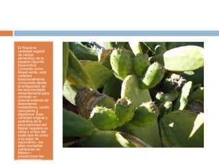 El Nopal es
variedad vegetal
de cactus
alimenticio de la
especie Opuntia
ficus-indica.
Conocido como
Nopal verde, esta
variedad
tradicionalmente
consumida desde
la antiguedad, se
ha recomendado
recientemente para
combatir un
arsenal extenso de
desordenes
metabólicos, cardio
vasculares y
digestivos. Esta
variedad original y
auténtica de la
pera espinosa del
Nopal; requiere un
clima y el tipo del
suelo que es único
a su lugar de
nacimiento - las
altas montañas
volcánicas de
México -
proporcionar las
características
 