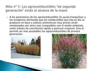    A los promotores de los agrocombustibles les gusta tranquilizar a
    los escépticos afirmando que los combustibles que hoy en día se
    producen en base a cultivos alimenticios muy pronto serán
    remplazados por otros mas compatibles con el medio ambiente,
    como arboles de crecimiento rápido y panicum virgatum. Esto le
    permite ser mas aceptables los agrocombustibles de primera
    generación
 