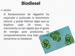  ALGAS
El fotobioreactor de Algaelink ha
mejorado y acelerado la fotosíntesis
natural, y puede fabricar algas que se
duplican cada 24 horas. Su
crecimiento es tan rápido que el gasto
de energía para producirlas es
comparativamente muy bajo para así
convertirse en biodiesel.
 