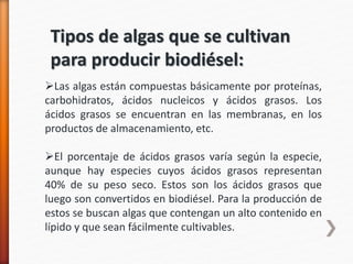 Tipos de algas que se cultivan
para producir biodiésel:
Las algas están compuestas básicamente por proteínas,
carbohidratos, ácidos nucleicos y ácidos grasos. Los
ácidos grasos se encuentran en las membranas, en los
productos de almacenamiento, etc.
El porcentaje de ácidos grasos varía según la especie,
aunque hay especies cuyos ácidos grasos representan
40% de su peso seco. Estos son los ácidos grasos que
luego son convertidos en biodiésel. Para la producción de
estos se buscan algas que contengan un alto contenido en
lípido y que sean fácilmente cultivables.
 