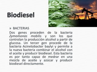 » BACTERIAS
Dos genes proceden de la bacteria
Zymomonas mobilis y son los que
controlan la producción alcohol a partir de
glucosa. Un tercer gen procede de la
bacteria Acinetobacter baylyi y permite a
la nueva bacteria combinar el alcohol con
el aceite y producir biodiesel. Esta bacteria
es por tanto capaz de medrar en una
mezcla de aceite y azúcar y producir
biodiesel directamente.
 