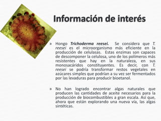 » Hongo Trichoderma reesei. Se considera que T.
reesei es el microorganismo más eficiente en la
producción de celulasas. Estas enzimas son capaces
de descomponer la celulosa, uno de los polímeros más
resistentes que hay en la naturaleza, en sus
monosacáridos constituyentes. Es decir, con T.
reesei se podría transformar restos vegetales en
azúcares simples que podrían a su vez ser fermentados
por las levaduras para producir bioetanol.
» No han logrado encontrar algas naturales que
producen las cantidades de aceite necesarios para la
producción de biocombustibles a gran escala. Así que,
ahora que están explorando una nueva vía, las algas
sintéticas.
 