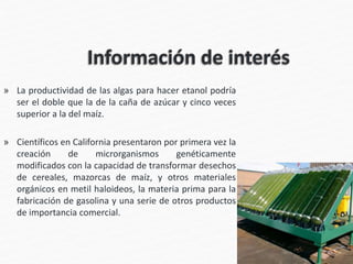 » La productividad de las algas para hacer etanol podría
ser el doble que la de la caña de azúcar y cinco veces
superior a la del maíz.
» Científicos en California presentaron por primera vez la
creación de microrganismos genéticamente
modificados con la capacidad de transformar desechos
de cereales, mazorcas de maíz, y otros materiales
orgánicos en metil haloideos, la materia prima para la
fabricación de gasolina y una serie de otros productos
de importancia comercial.
 