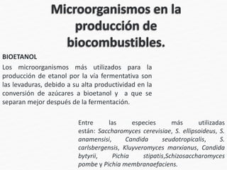BIOETANOL
Los microorganismos más utilizados para la
producción de etanol por la vía fermentativa son
las levaduras, debido a su alta productividad en la
conversión de azúcares a bioetanol y a que se
separan mejor después de la fermentación.
Entre las especies más utilizadas
están: Saccharomyces cerevisiae, S. ellipsoideus, S.
anamensisi, Candida seudotropicalis, S.
carlsbergensis, Kluyveromyces marxianus, Candida
bytyrii, Pichia stipatis,Schizosaccharomyces
pombe y Pichia membranaefaciens.
 