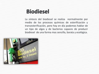 La síntesis del biodiesel se realiza normalmente por
medio de los procesos químicos de esterificación y
transesterificación, pero hoy en día podemos hablar de
un tipo de algas y de bacterias capaces de producir
biodiesel de una forma mas sencilla, barata y ecológica.
 