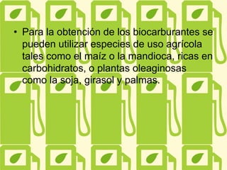 • Para la obtención de los biocarburantes se
pueden utilizar especies de uso agrícola
tales como el maíz o la mandioca, ricas en
carbohidratos, o plantas oleaginosas
como la soja, girasol y palmas.
 