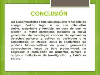 CONCLUSIÓN
Los biocombustibles como una propuesta renovable de
energía. Podrán llegar a ser una alternativa
viable, sustentable y rentable, en caso de que no
afecten la matriz alimentaria mediante la nueva
generación de tecnologías capaces de aprovechar
desechos agrícolas y cultivos no destinados a la
alimentación. En México, existe la oportunidad de
producir biocombustibles de primera generación
aprovechando tierras de baja productividad, sin
perjudicar la producción de alimentos, aunque el
apoyo a instituciones de investigación y PyMEs es
escaso.

 