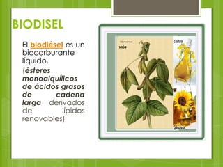 BIODISEL
El biodiésel es un
biocarburante
líquido.
(ésteres
monoalquílicos
de ácidos grasos
de
cadena
larga derivados
de
lípidos
renovables)

colza
soja

girasol

 