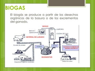 BIOGAS
El biogás se produce a partir de los desechos
orgánicos de la basura o de los excrementos
del ganado.

 