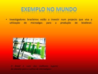 Investigadores brasileiros estão a investir num projecto que visa a utilização de microalgas para a produção de biodiesel. Exemplo no mundoO Brasil é «um dos melhores lugares do planeta para o cultivo de microalgas»